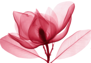 Logo von Manuela Felice Psychologische Beratung