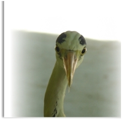 Logo von Tierkommunikation Seminare