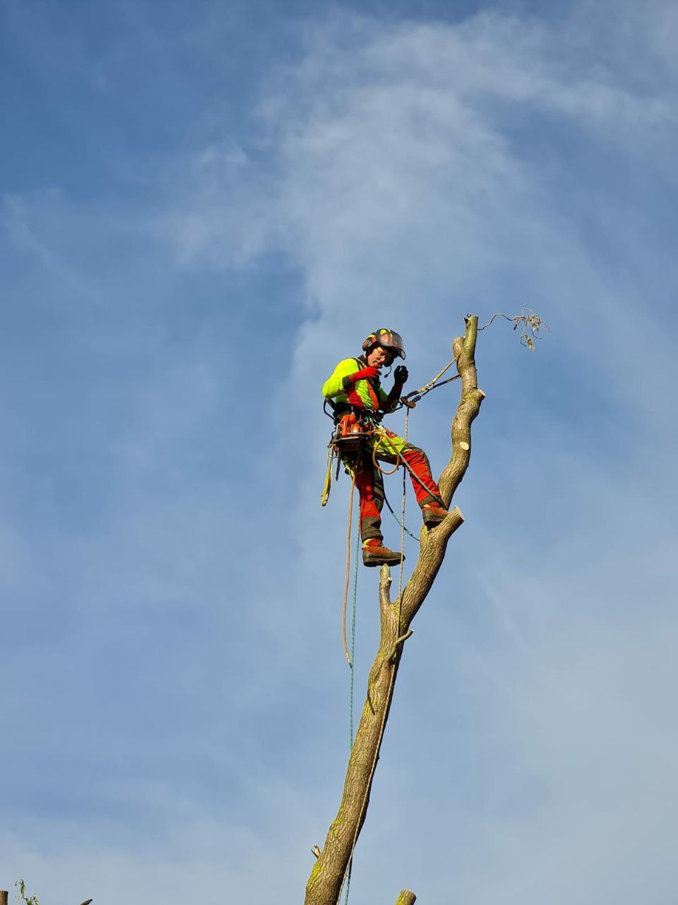 Logo von Baum-Team