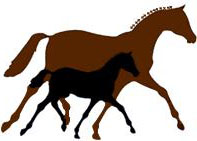 Logo von Pferdezucht Silke Kuhlenkamp