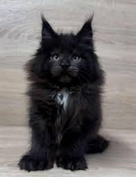 Logo von Maine Coon kittens for sale