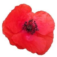 Logo von Kräuterwanderungen