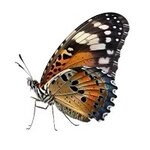 Logo von Naturheilpraxis Layla Yildiz