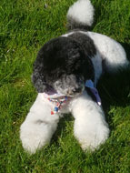 Logo von Scheffer s mobiler Hundesalon