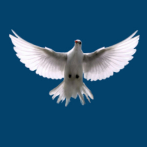 Logo von Bhairavi Maria Markgraf - Geistheilung & Energiearbeit