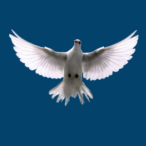 Logo von Bhairavi Maria Markgraf