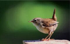 Logo von Zaunbau Guckel