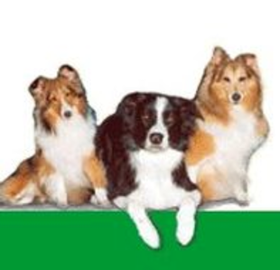 Logo von Dinse Daniela Dr. med. vet. Tierarztpraxis